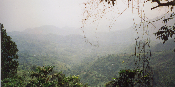 Bwindi-National-Park-Mountain-Gorilla-Uganda-jungle