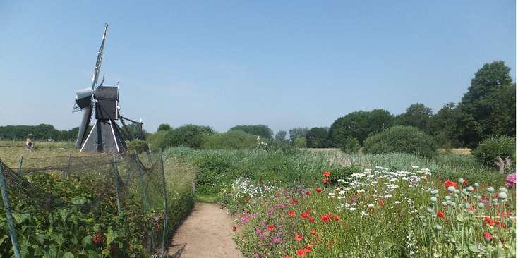 Laag-Keppel-molen-tuin-Fries-bloemen-Nederland