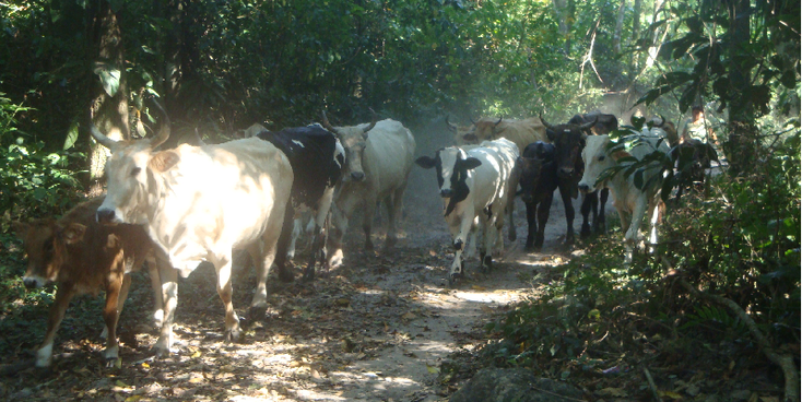 Amboro-nationaal-park-Bolivia-Buena-Vista-rivier-jungle-Brama-koeien