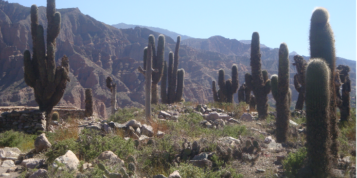 Pucara-Tilcara-cactus-Argentinië