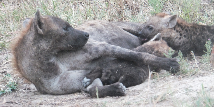 Kruger-nationaal-park-hyena-Zuid-Afrika