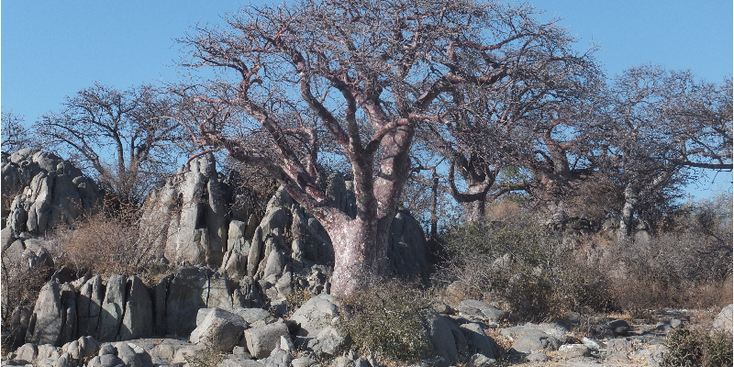 Kubu-island-eiland-zoutpan-zoutmeer-Baobab-boom-Botswana