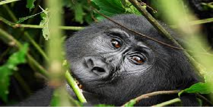 Bwindi-Nationaal-Park-berg-gorilla-Oeganda