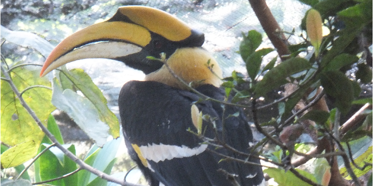 Kandawgyi-tuin-hornbill-Alex-Rodgers-Pyin-Oo-Lwin-Myanmar-Birma