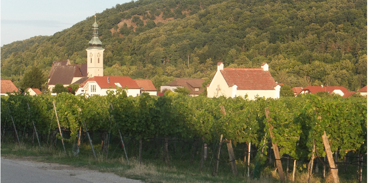 Wachau-Oberloiben-Stein-kerk-wijnranken-Oostenrijk