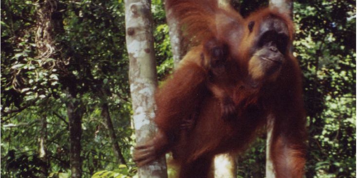 Gunung-Leuser-National-Park-Bukit-lawang-Orang-Oetang-aap-jungle-Sumatra-Indonesië