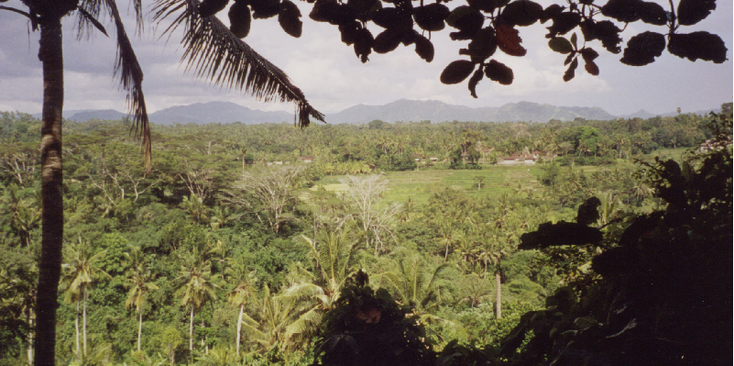 Buki-Jambul-Bali-Indonesië