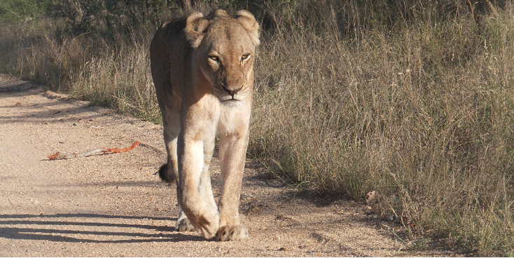 Kruger-nationaal-park-leeuwen-Zuid-Afrika