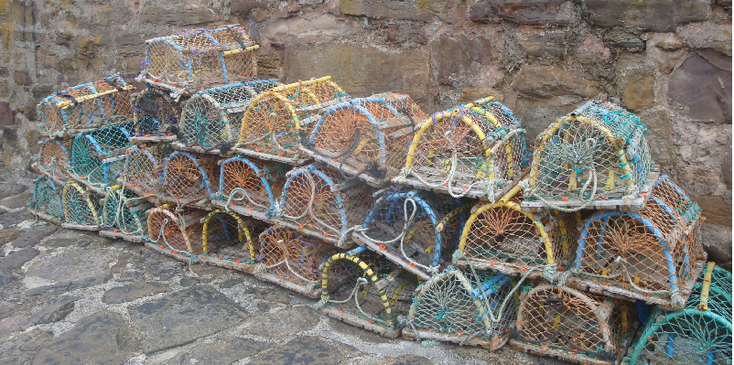 Crail-kreeften-vangers-kooi-Schotland