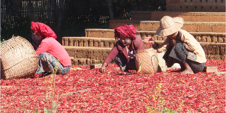 Peper-Kalaw-trekking-inheemse-bevolking-chili-Myanmar-Birma