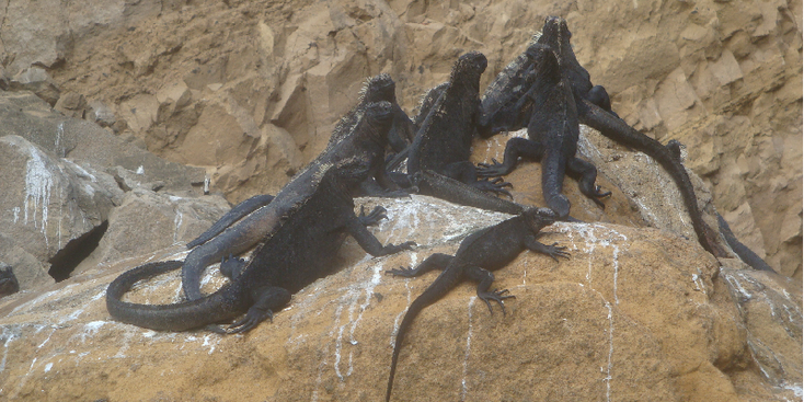 Punta Espinosa-Galapagos-leguanen-zwart-Ecuador-meer-lava