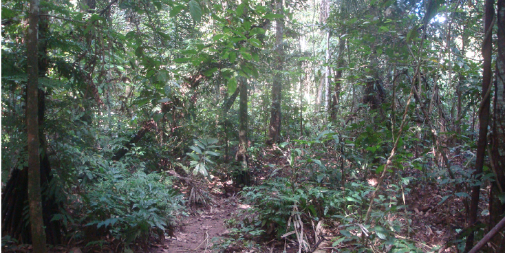 Maididi-nationaal-park-jungle-pad-Bolivia