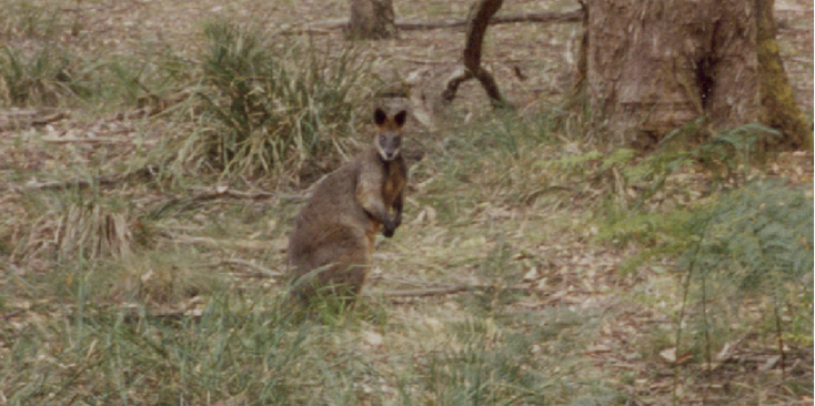 Heskey-House-Walibi-bos-tuin-Woodend-Australië