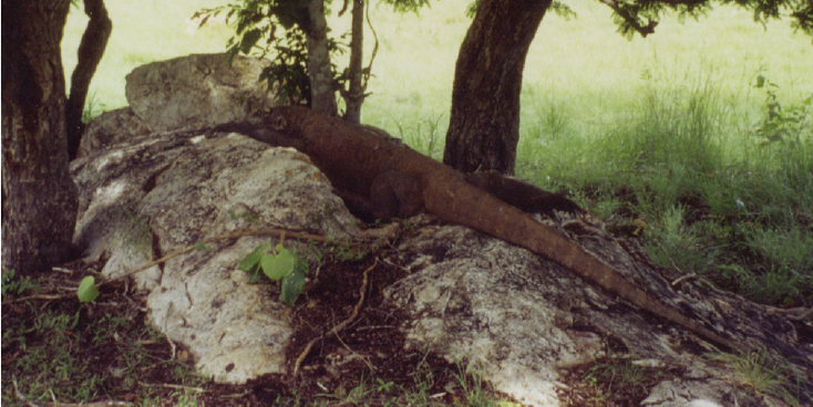 Rinca-Nationaal-Park-Indonesië-Komovaraan-reuze-varaan-Komodo