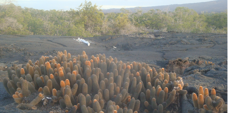 Galapagos-nationaal-park-Ecuador