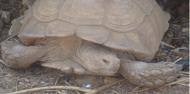 Dogon-schildpad-heilig-dier-Mali