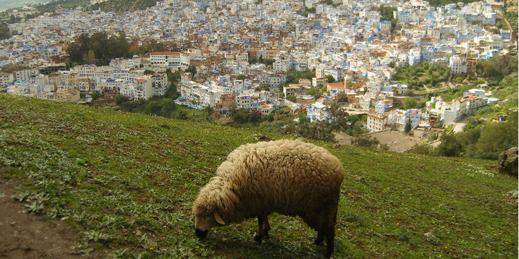 Chefchouen-blauwe-stad-Marokko-schaap-uitzicht