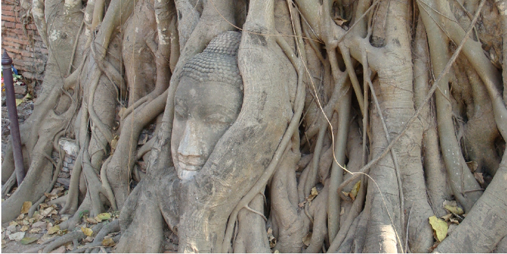 Wat-Mahathat-Boeddha-beeld-wortels-bomen-Historisch-park-tempel-Thailand 