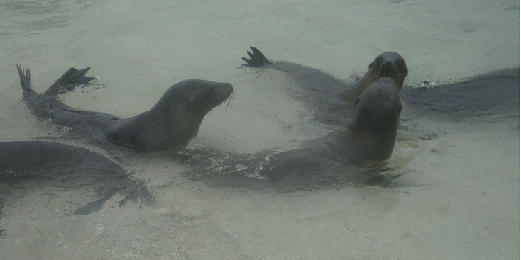 Galapagos-nationaal-park-zeehond-zeeleeuw-zee-onderwater-Ecuador