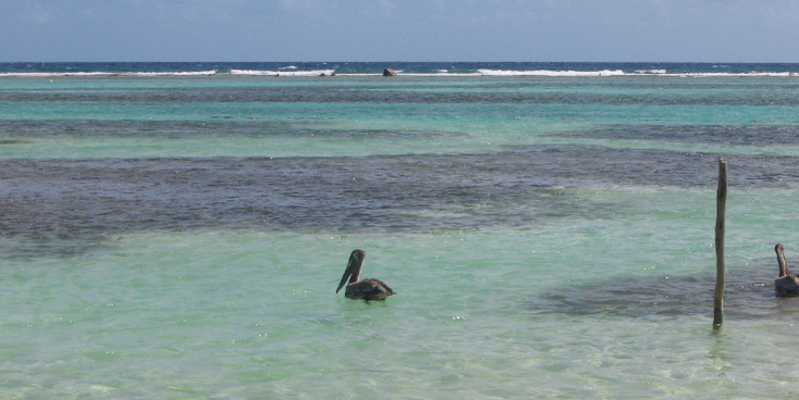 Mahahual-strand-pelikaan-Mexico