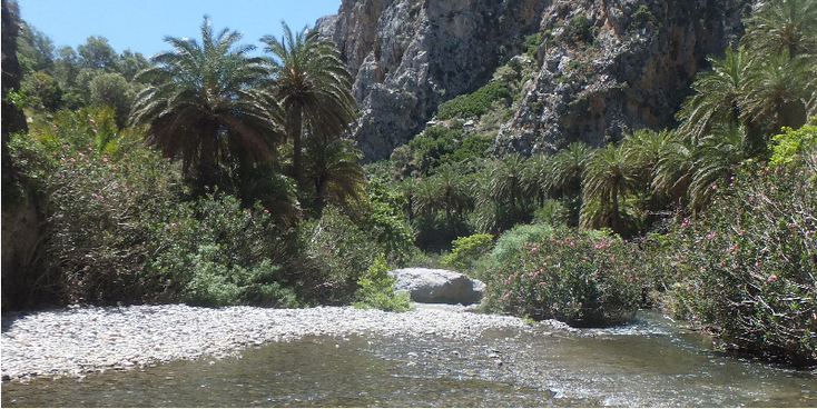 Preveli-Plakias-palmenstrand-Kreta-Griekenland-strand-palmboom