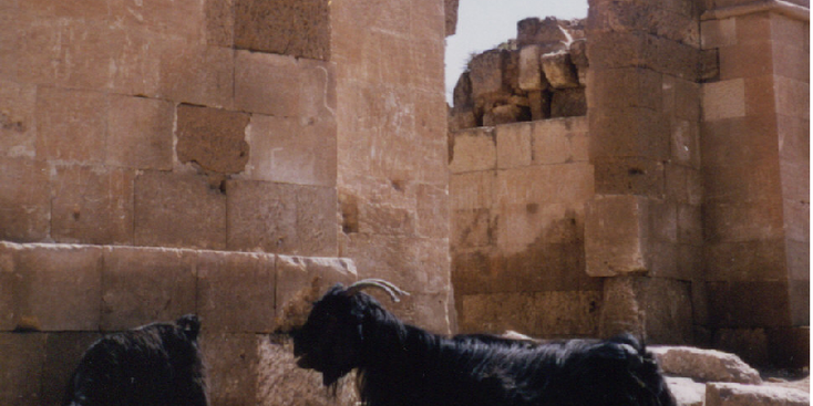 Harran-Gate-Goat-Turkey