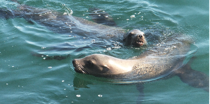 Monterey-Fisherman’s-Wharf-haven-zeehond-kust-Californië-Verenigde-Staten