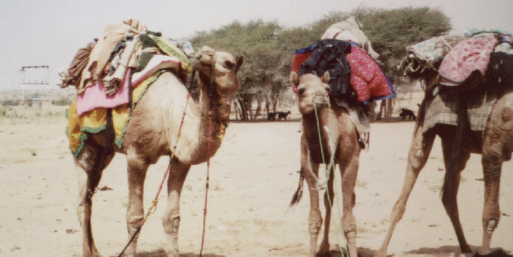 Sam-Dunes-Thar-woestijn-thee-zetten-Jaisalmer-India-kamelen