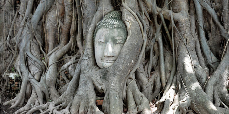 Ayuttayah-tempel-park-historisch-Boeddha-beeld-in-boom-Thailand