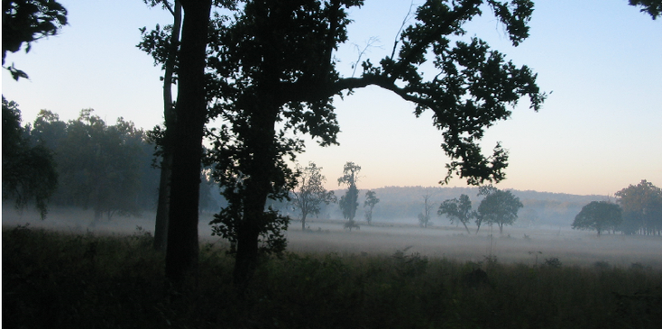 Kanha-nationaal-park-tijger-reserve-dauw-veld-India