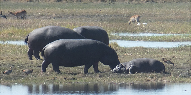 Bwabwata-Mahango-Game-Reserve-Nationaal-park-natuurpark-Caprivi-strip-Namibië-nijlpaarden