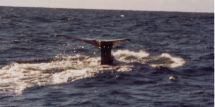 Kaikoura-Whale-Watching-walvis-staart-boot-Nieuw-Zeeland