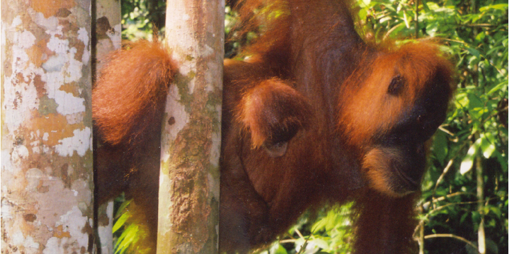 Bukit-Lawang-Gunung-Leuser-National-Park-Orangutan