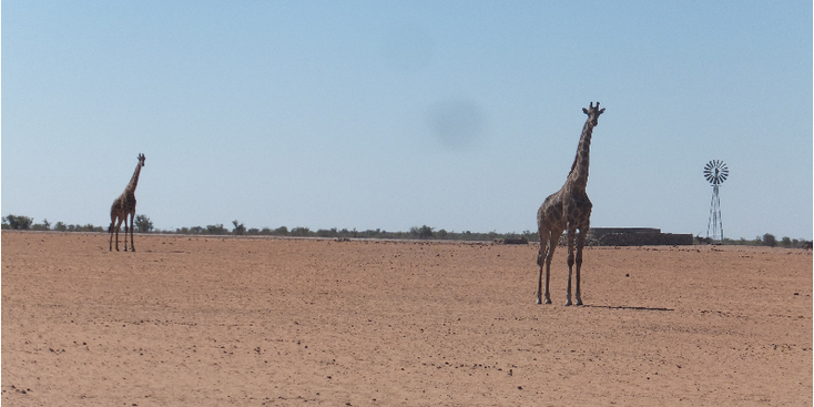 Etosha-nationaal-park-natuurpark-zoutpan-Namibië-giraffe