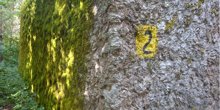 Wolfschanze-hoofdkwartier-ruïne-Hitler-bunker-Polen