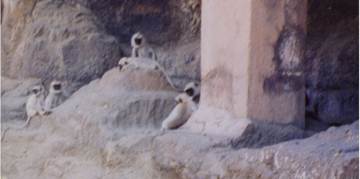 Ellora-Monkey-Cave-India