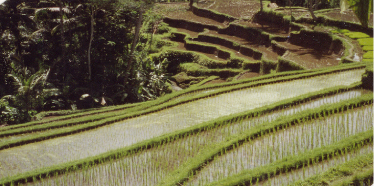 Rijstvelden-Indonesië-Bali