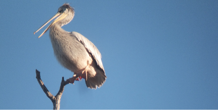 Bwabwata-Nationaal-Park-vogel-Namibië