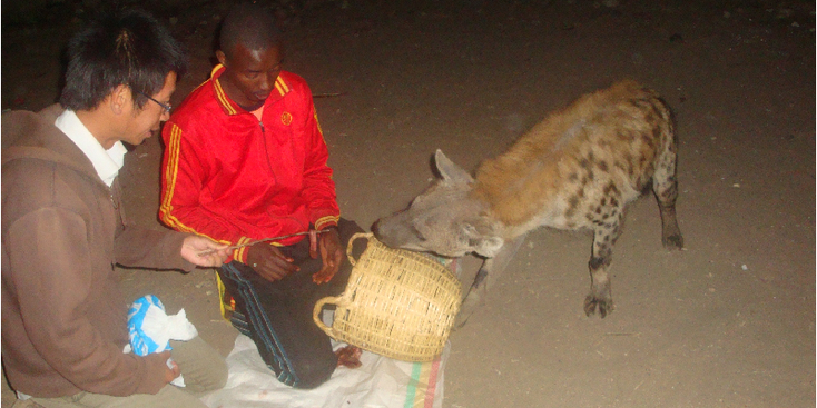 Harar-Harrar-Ethiopië-hyena-roepen