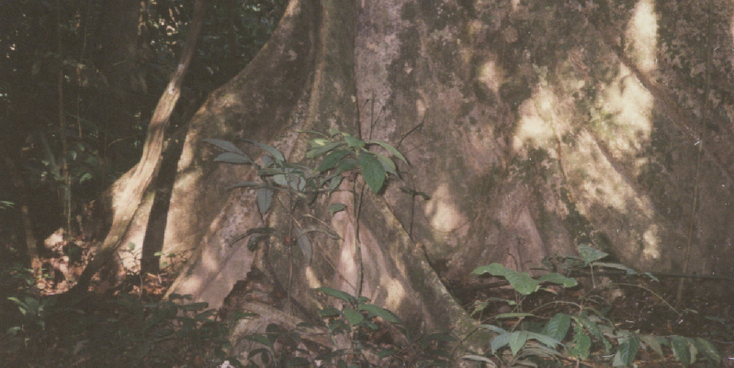 Taman-Negara-nationaal-park-jungle-boomstam-Maleisië