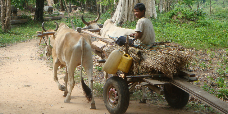 Cambodia-Ox