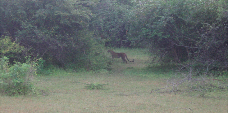 Yala-Nationaal-Park-Leopard-luipaard-Sri-Lanka