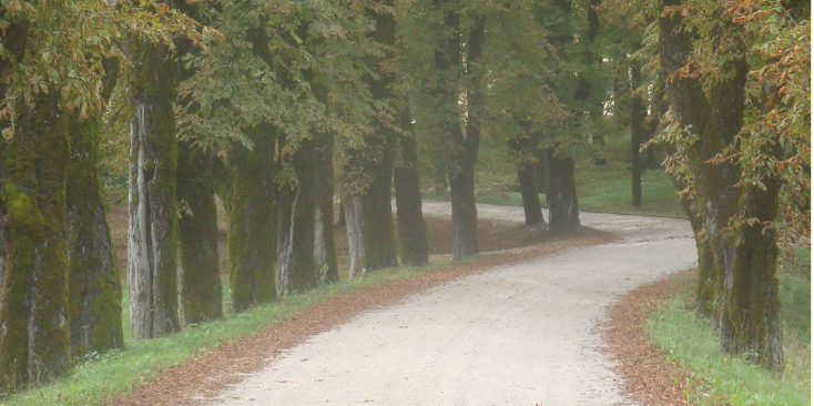 Sneznik-kasteel-gronden-bomen-tuin-pad-oprijlaan-Slovenië
