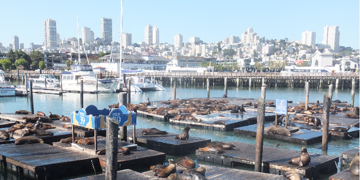 Pier-39-San-Francisco-vlot-skyline-zeehond-zeerob-haven-Californië-Verenigde-Staten
