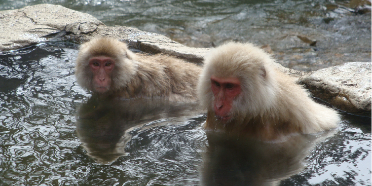 Yudanaka-makaken-apen-heetwater-vijver-rivier-Japan
