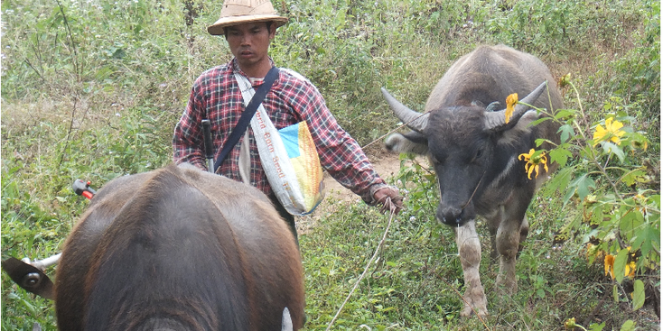Hsipaw-buffel-boer-Myanmar-Birma