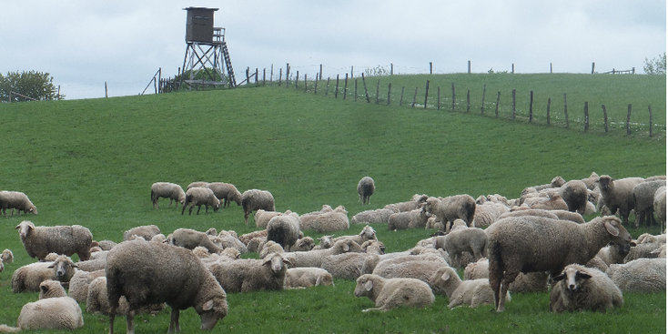 Krommerscheidt-Schmidt-Vossenach-Kall-vallei-uitkijktoren-schapen-Huertgen-Wald-Duitsland-weide