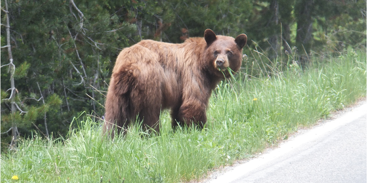 Yellowstone-natuurpark-nationaal-park-beer-Verenigde-Staten