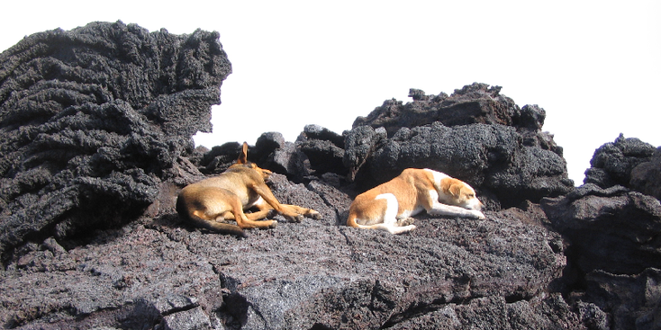 Pacaya-vulkaan-lava-as-Guatemala-honden