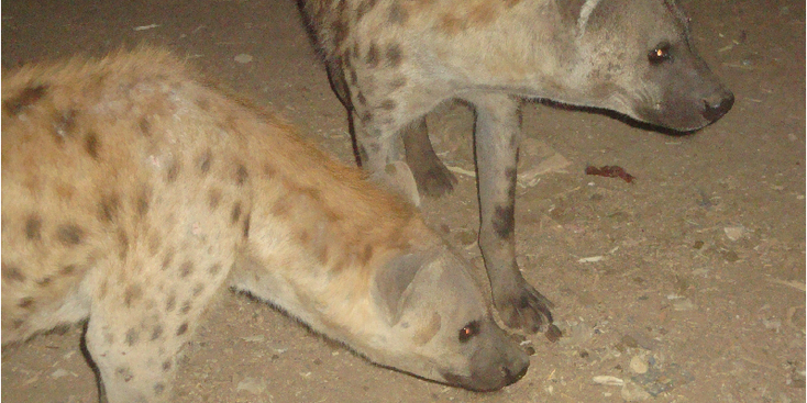 Harar-Hyena-voeren-Ethiopië